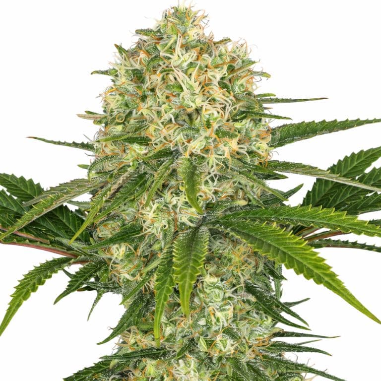 Afghan Feminized
