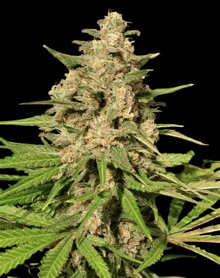 Embalaje de semillas de cannabis Afghani Bullrider — Royal King Seeds España
