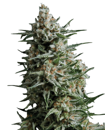 Embalaje de semillas de cannabis Alien Reunion — Royal King Seeds España