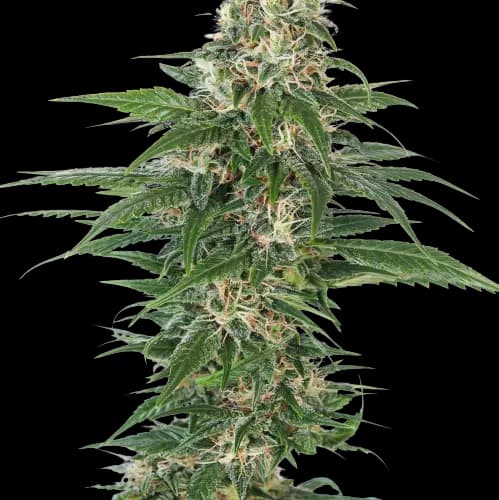 Embalaje de semillas de cannabis Aliens On Moonshine — Royal King Seeds España