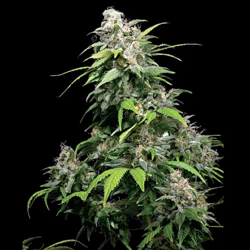 Embalaje de semillas de cannabis Alpine Star — Royal King Seeds España