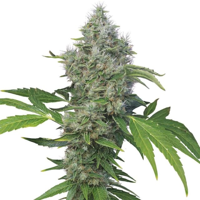 Embalaje de semillas de cannabis American Kush — Royal King Seeds España