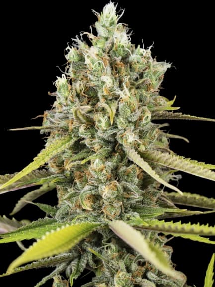 Embalaje de semillas de cannabis Animal Cookies — Royal King Seeds España