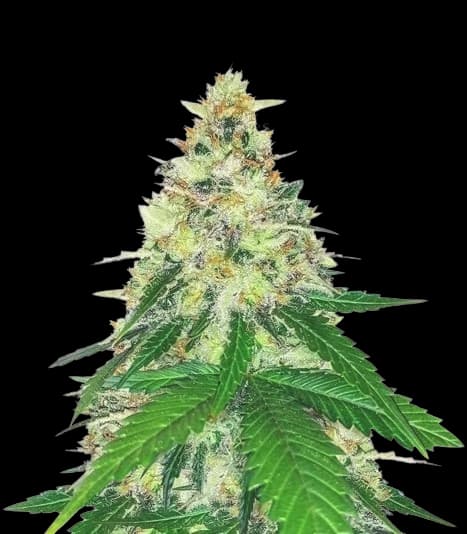 Embalaje de semillas de cannabis Apple Betty — Royal King Seeds España