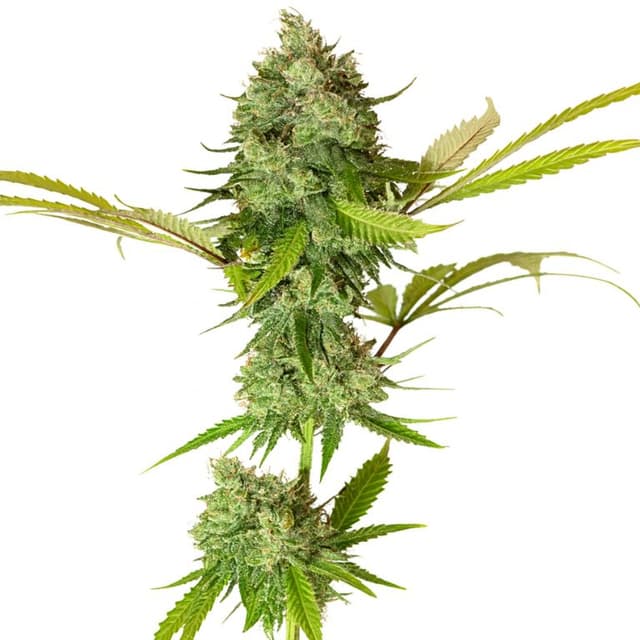 Embalaje de semillas de cannabis Apple Pie — Royal King Seeds España