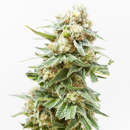 Embalaje de semillas de cannabis Arctic Sun — Royal King Seeds España