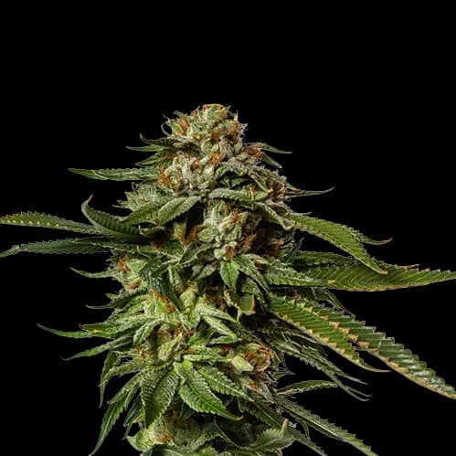 Embalaje de semillas de cannabis Aurora Borealis — Royal King Seeds España