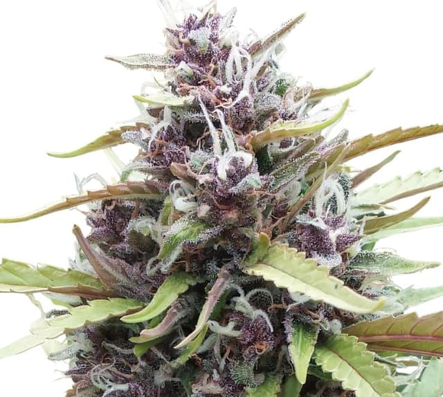 Embalaje de semillas de cannabis Ayahuasca Purple — Royal King Seeds España