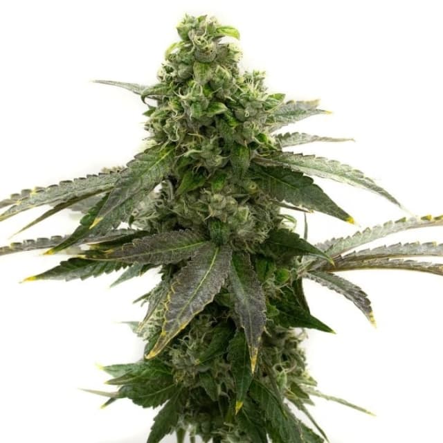Embalaje de semillas de cannabis Badazz Cheese — Royal King Seeds España