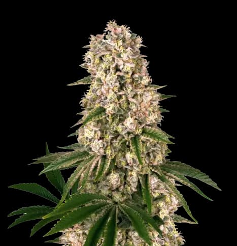 Embalaje de semillas de cannabis Banana Kush — Royal King Seeds España