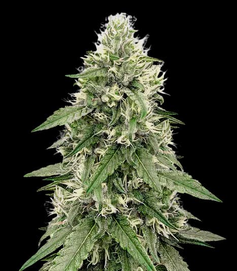 Embalaje de semillas de cannabis Bear Dance — Royal King Seeds España