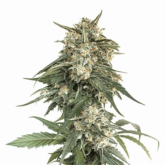 Embalaje de semillas de cannabis Biddy Early — Royal King Seeds España