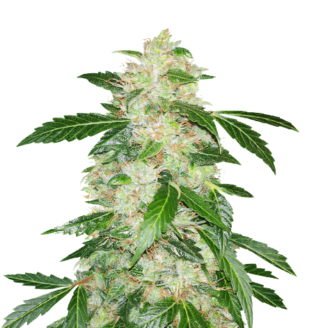 Embalaje de semillas de cannabis Big Bang — Royal King Seeds España