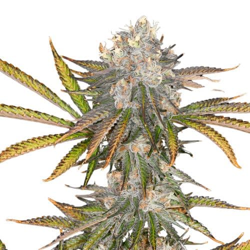 Embalaje de semillas de cannabis Black 84 — Royal King Seeds España