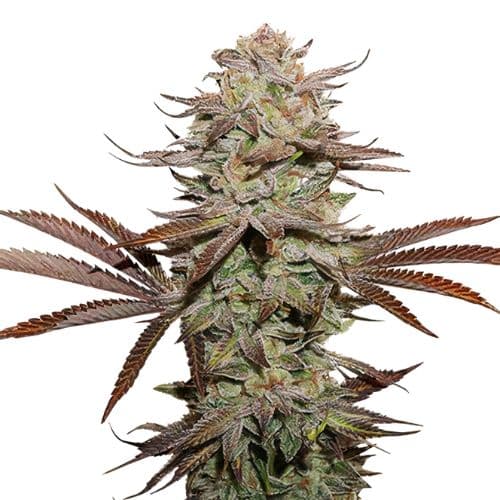 Embalaje de semillas de cannabis Black Afghan — Royal King Seeds España