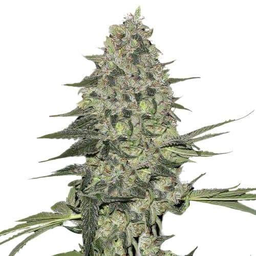 Embalaje de semillas de cannabis Black Bubba — Royal King Seeds España