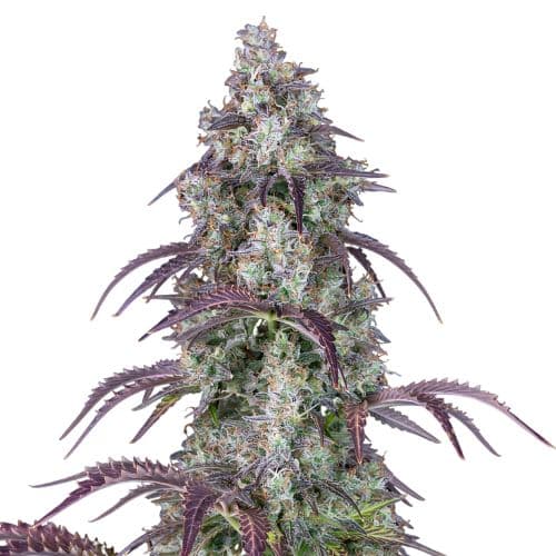 Embalaje de semillas de cannabis Black Ice — Royal King Seeds España