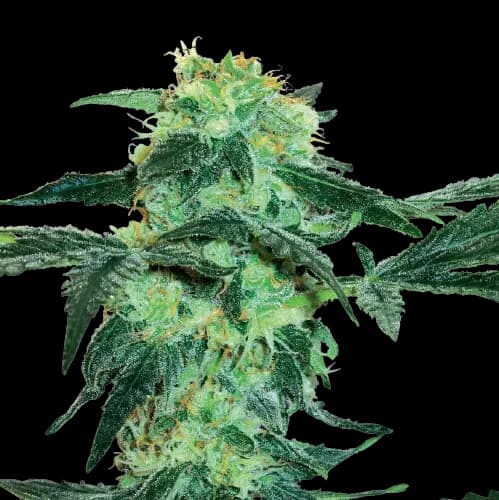 Embalaje de semillas de cannabis Black Tuna — Royal King Seeds España