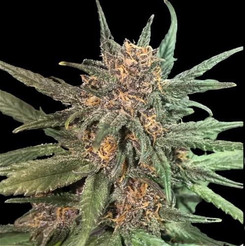 Embalaje de semillas de cannabis Blackberry Cream — Royal King Seeds España