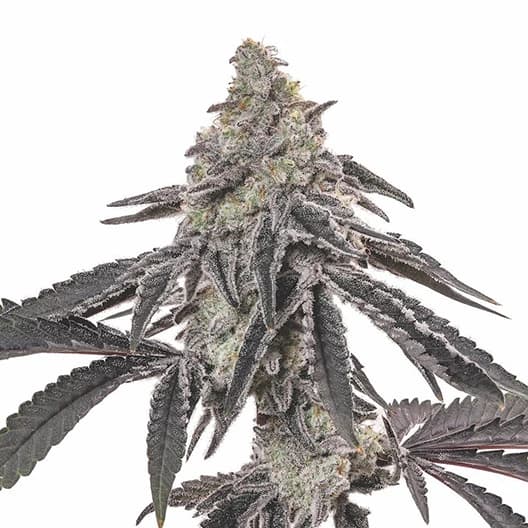 Embalaje de semillas de cannabis Blackberry Hashplant — Royal King Seeds España