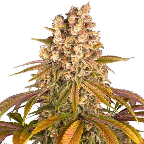 Embalaje de semillas de cannabis Blackberry Pie — Royal King Seeds España