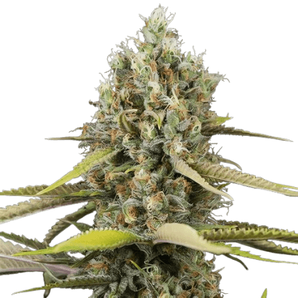 Blue Buddha Feminized
