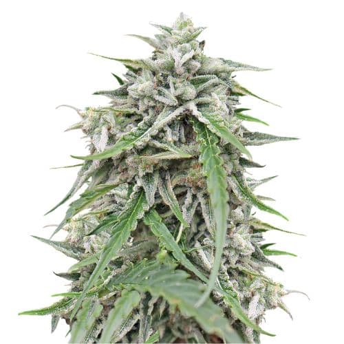 Embalaje de semillas de cannabis Blue Galaxy — Royal King Seeds España