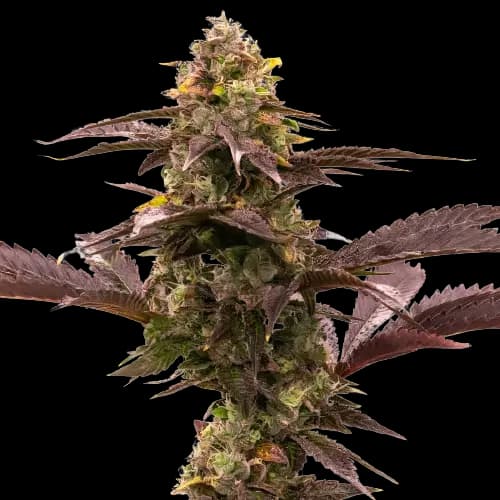 Embalaje de semillas de cannabis Blue Jack City — Royal King Seeds España