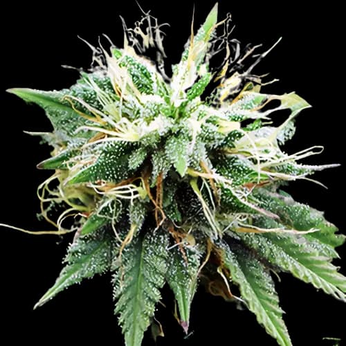Embalaje de semillas de cannabis Blue Lights — Royal King Seeds España