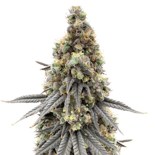 Embalaje de semillas de cannabis Blue Lyly — Royal King Seeds España