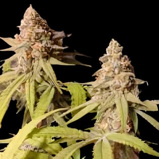 Blue Mango Feminized