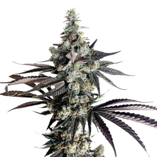 Embalaje de semillas de cannabis Blue Monster — Royal King Seeds España