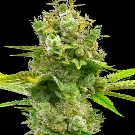 Embalaje de semillas de cannabis Blue Princess — Royal King Seeds España