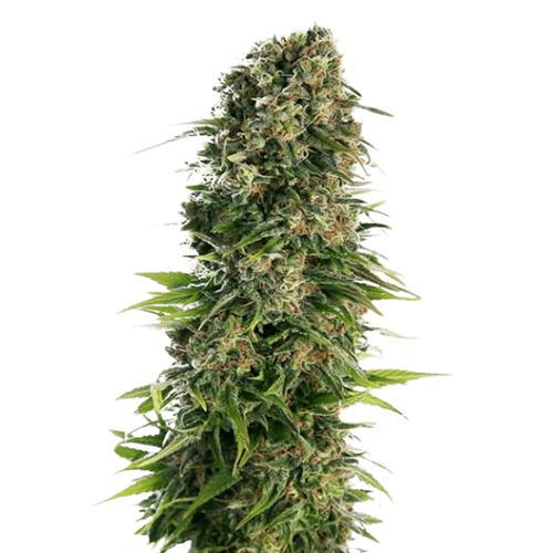 Embalaje de semillas de cannabis Blue Zkittlez — Royal King Seeds España