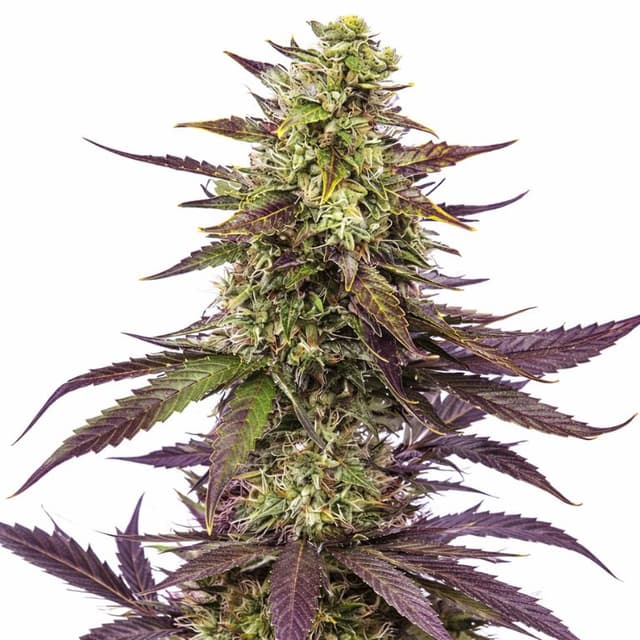 Embalaje de semillas de cannabis Blueberry Milk — Royal King Seeds España