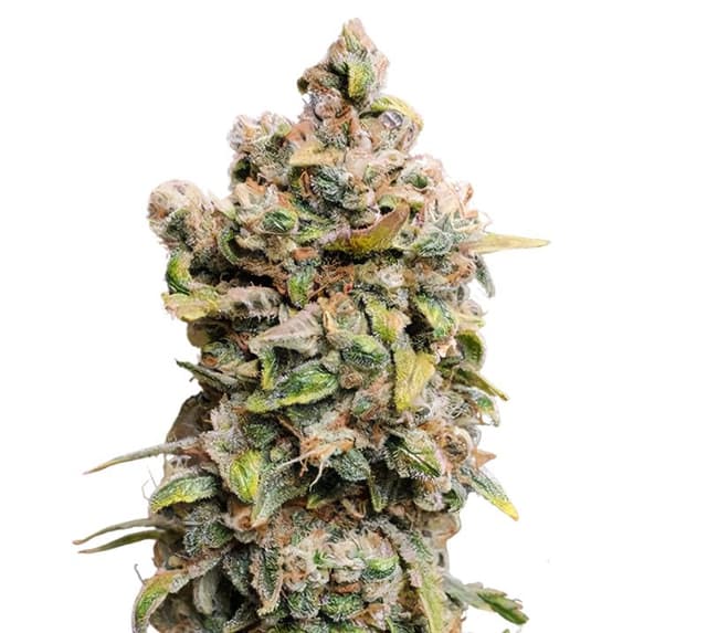 Embalaje de semillas de cannabis Blueberry Space Cake — Royal King Seeds España