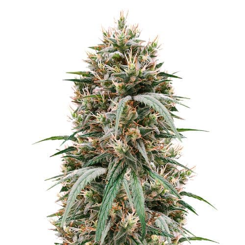 Embalaje de semillas de cannabis Blueberry Waltz — Royal King Seeds España