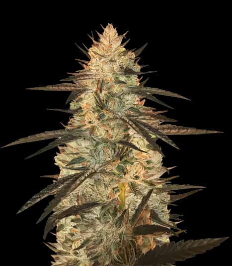 Embalaje de semillas de cannabis Blueberry Yum Yum — Royal King Seeds España