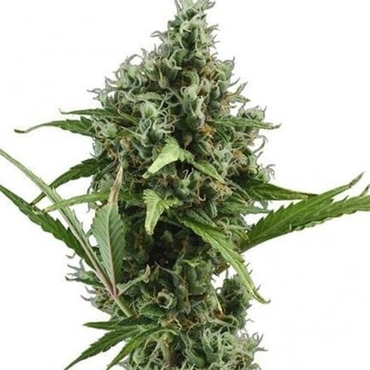 Embalaje de semillas de cannabis Brainwreck — Royal King Seeds España