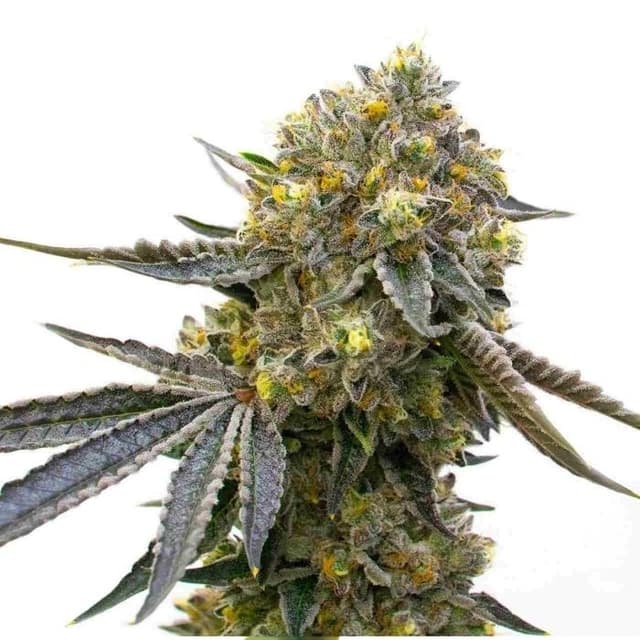 Embalaje de semillas de cannabis Bruce Almighty — Royal King Seeds España