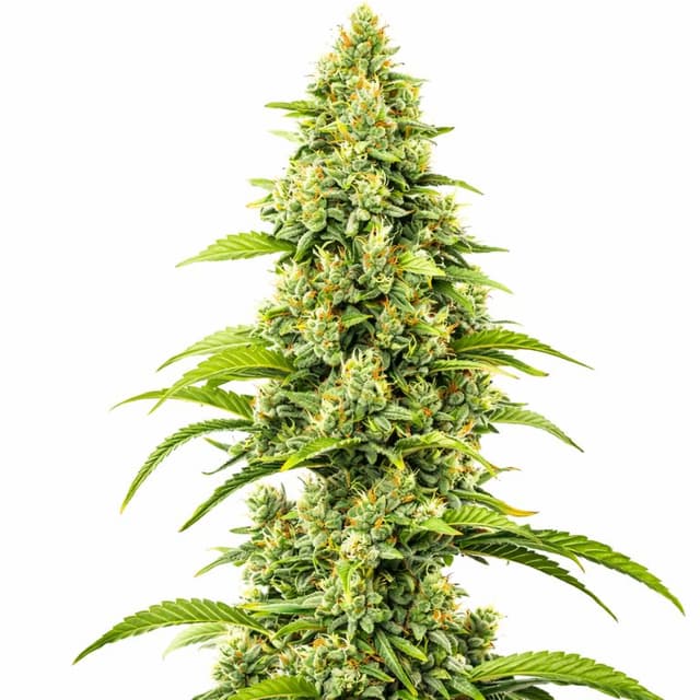Bubblegum Haze Feminized