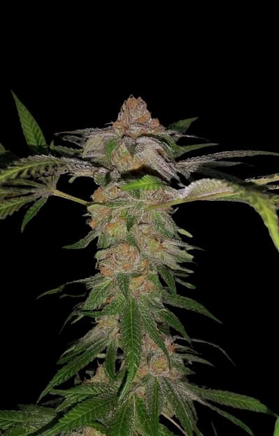 Embalaje de semillas de cannabis Cadillac Purple — Royal King Seeds España