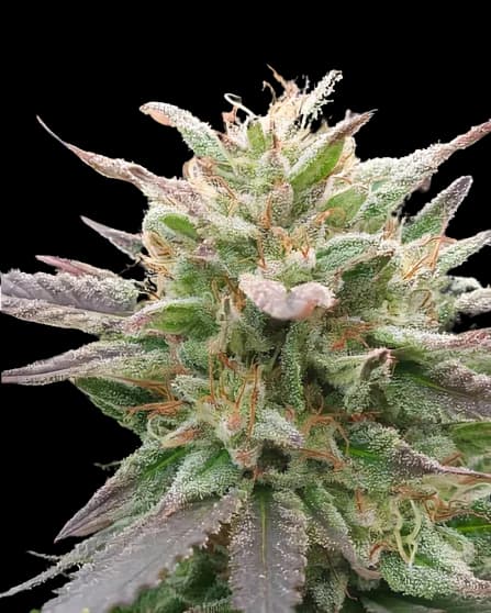 Embalaje de semillas de cannabis California Love — Royal King Seeds España