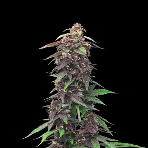 Embalaje de semillas de cannabis Candy Cane — Royal King Seeds España