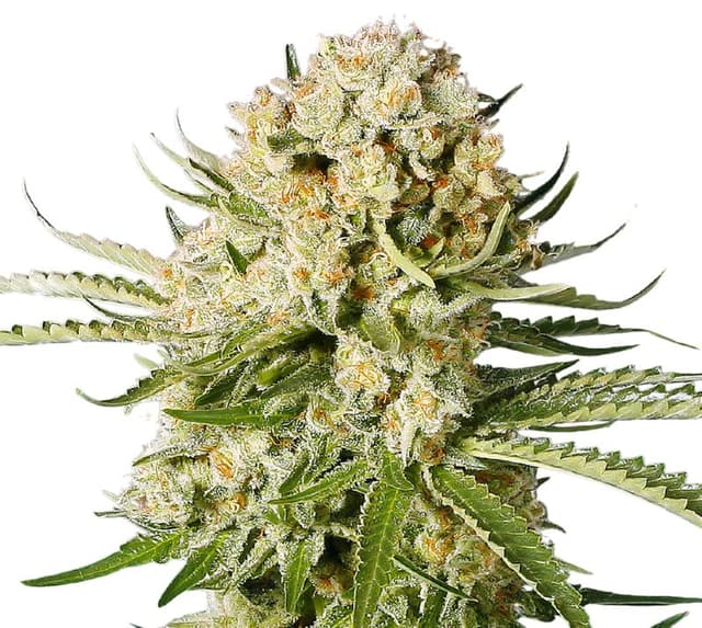 Embalaje de semillas de cannabis Cannalope Haze — Royal King Seeds España