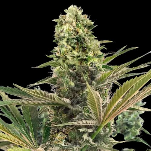 Embalaje de semillas de cannabis CBD Caramel — Royal King Seeds España