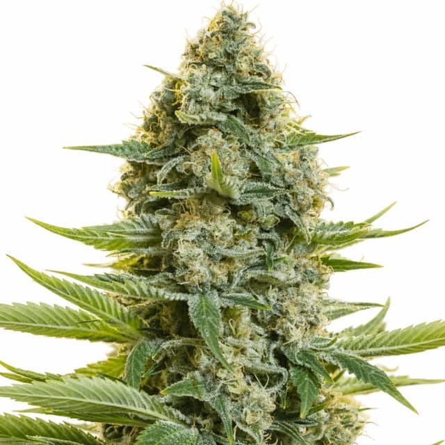 Embalaje de semillas de cannabis CBD Moby Dick — Royal King Seeds España