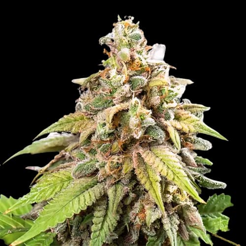 Embalaje de semillas de cannabis Champagne Kush — Royal King Seeds España