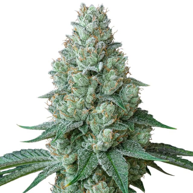 Chemdawg 91 Feminized
