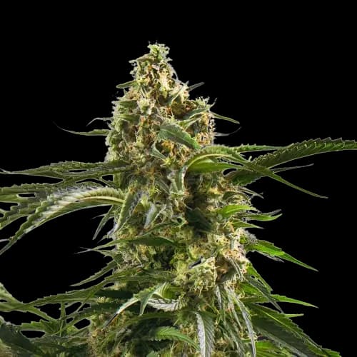 Embalaje de semillas de cannabis Cherry AK-47 — Royal King Seeds España